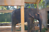 Elephant Subhadra to return to Sakrebail for good health